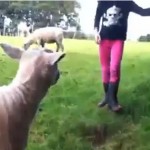 Fillette vs Mouton (VIDEO)