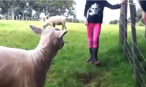 Fillette vs Mouton (VIDEO)