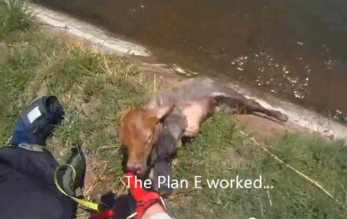 Un motard sauve un veau de la noyade (VIDEO)