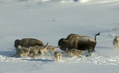 La solidarité chez les bisons : FAIL (VIDEO)