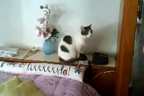 Le chat qui répond au téléphone (VIDEO)
