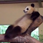 Le panda farceur (VIDEO)