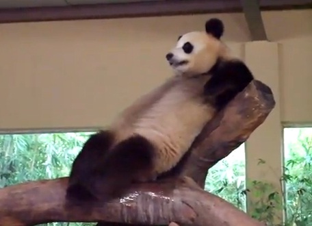 Le panda farceur (VIDEO)