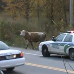 Choc : un policier tue un veau à bout portant (VIDEO)
