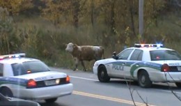 police vs calf