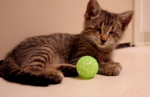 Oscar, le chaton aveugle (VIDEO)