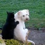 Chien qui se fait masser par… un chat ! (VIDEO)