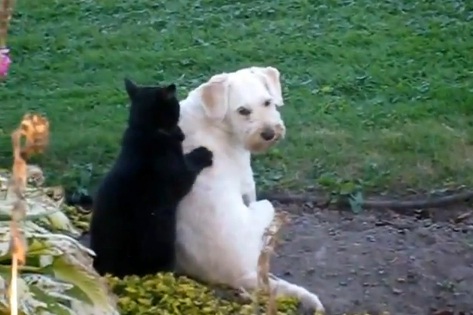 Chien qui se fait masser par… un chat ! (VIDEO)