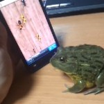 Crapaud vs écran tactile (VIDEO)
