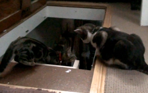 Un chat en pousse un autre dans le vide (VIDEO)