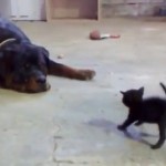 Chaton qui tient tête à un rottweiler (VIDEO)