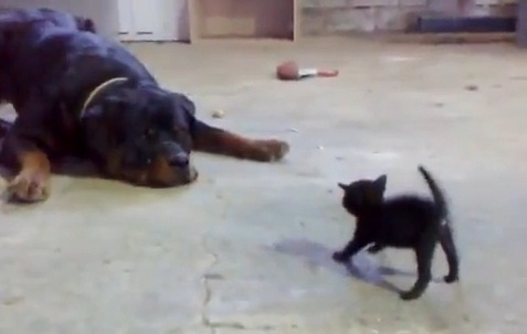 Chaton qui tient tête à un rottweiler (VIDEO)