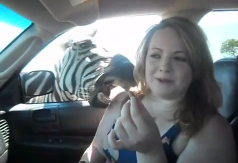 Elle se fait mordre par un zèbre ! (VIDEO)