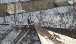 oiseau snowboard