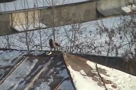 Le corbeau qui fait du snowboard (VIDEO)