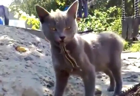 Un lézard mord la langue d’un chat et y reste agrippé (VIDEO)