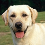 Le chien pervers et opportuniste (VIDEO)