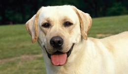 Chien