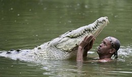 Crocodile