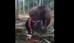 homme vs elephant
