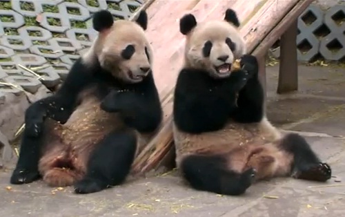 Panda qui ne veut pas partager son goûter ! (VIDEO)