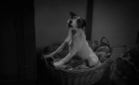 Bref. J’ai pas eu de croquettes (VIDEO)