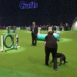 Un chien fout la merde lors d&rsquo;un concours de dressage (VIDEO)