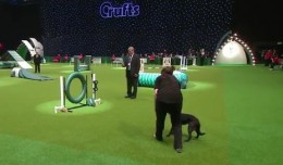 Parcours chien