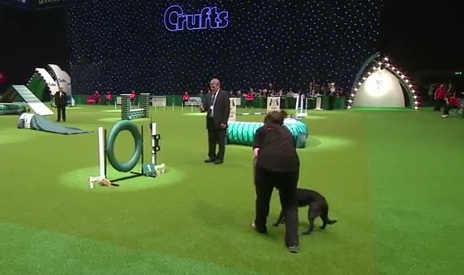 Un chien fout la merde lors d’un concours de dressage (VIDEO)