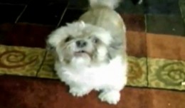 chien qui hurle