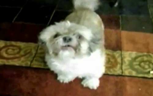 Cody, le chien qui hurle comme un humain (VIDEO)