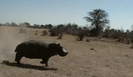 Hippo Attack