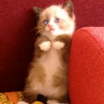 Chaton effrayé par le bruit de l&rsquo;aspirateur (VIDEO)