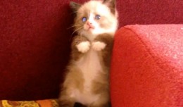 chaton aspirateur