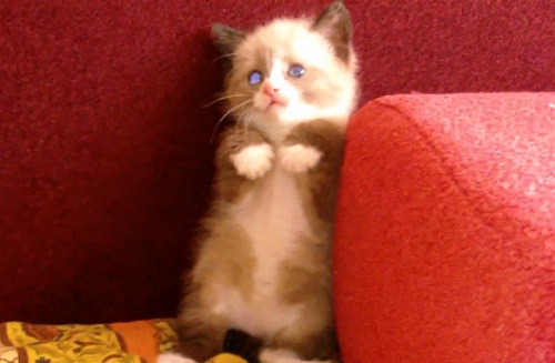 Chaton effrayé par le bruit de l’aspirateur (VIDEO)