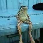 Une grenouille assise sur un banc fait le buzz (VIDEO)