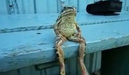 grenouille assise