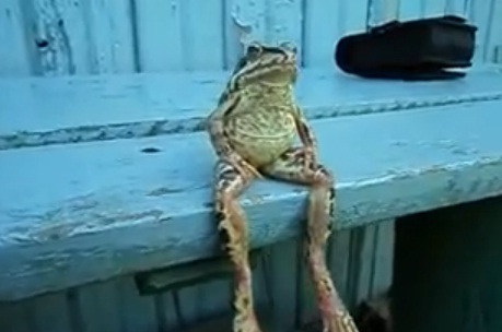 Une grenouille assise sur un banc fait le buzz (VIDEO)