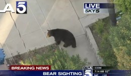 man vs bear