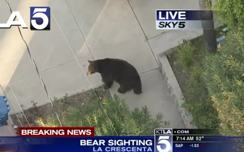 Un homme se retrouve nez à nez avec un ours ! (VIDEO)