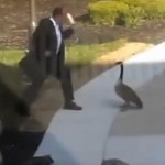 Homme attaqué par une oie sauvage (VIDEO)