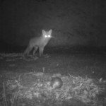 France : un renard voleur de boules de pétanque (VIDEO)