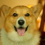 &laquo;&nbsp;Call Me Maybe&nbsp;&raquo; version canine (VIDEO)