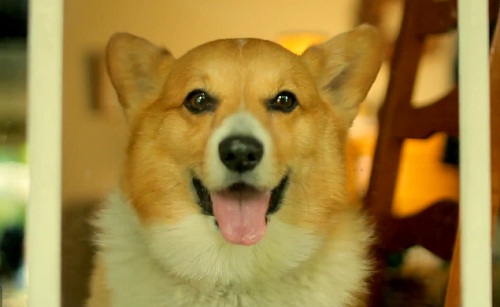 &laquo;&nbsp;Call Me Maybe&nbsp;&raquo; version canine (VIDEO)