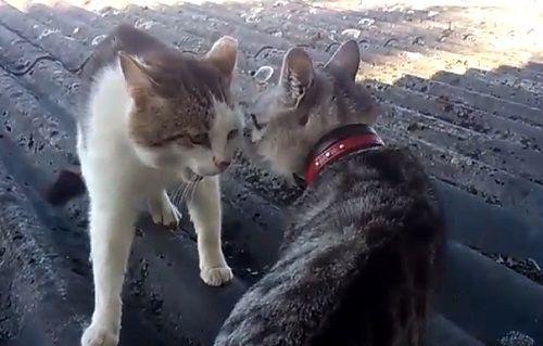 Combat ritualisé entre 2 chats (VIDEO)