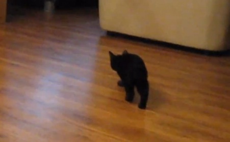 Le chat qui lag ! (VIDEO)