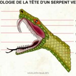 L&rsquo;incroyable effet du venin hémotoxique du serpent sur le sang (VIDEO)