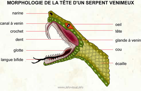 L’incroyable effet du venin hémotoxique du serpent sur le sang (VIDEO)