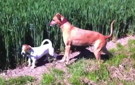 Le chien le plus heureux du monde (VIDEO)