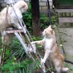 Duel de chats sur un escabeau (VIDEO)